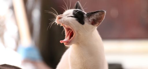 Tierarztpraxis d'Orazio Zahnsanierung bei Hund und Katze