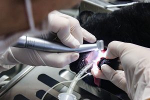 Tierarztpraxis d'Orazio Zahnsanierung