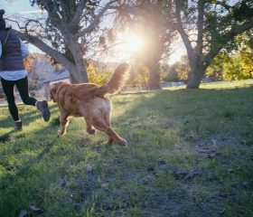 Gesundheitsvorsorge für ältere Tiere!