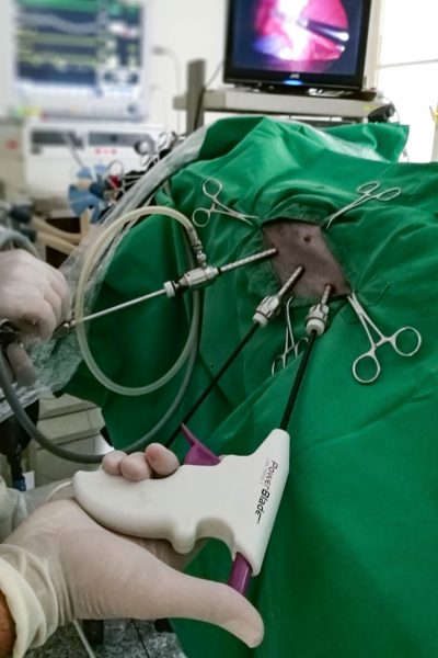 Tierarztpraxis d'Orazio - endoskopische Kastration