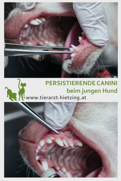 Tierarztpraxis d'Orazio - persistierende Canini beim jungen Hund