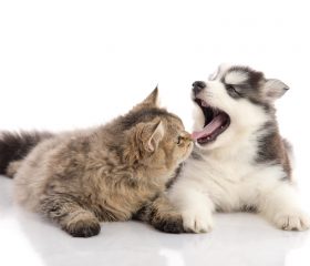 Persistierende Canini bei Hund und Katze
