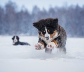 Therapie mit Stammzellen